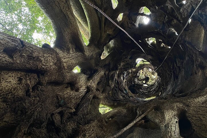 Discover the hidden Wonders of Monteverde - Photo 1 of 6